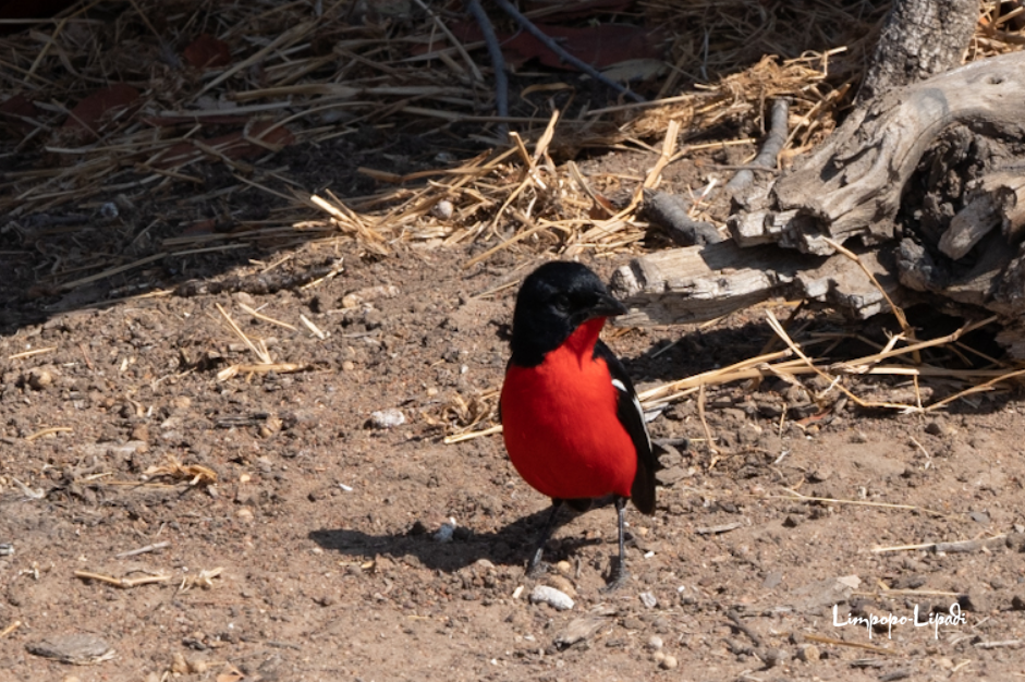 So many birds!