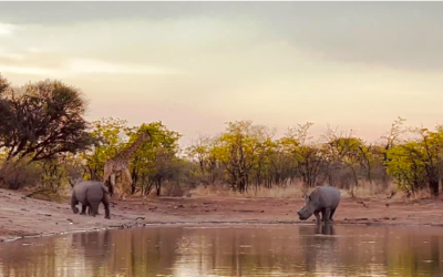 Sundowner bliss with animal parade