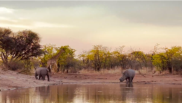 Sundowner bliss with animal parade