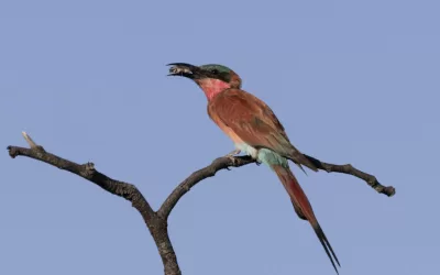 Birders best season