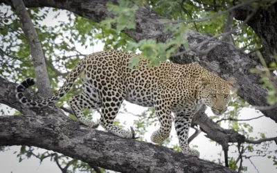 The elusive Leopard