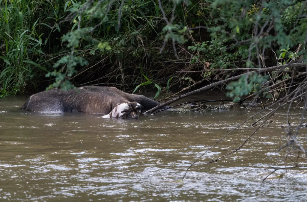 The incident with the crocodile and the waterbuck