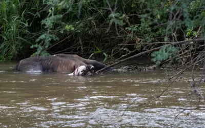 The incident with the crocodile and the waterbuck