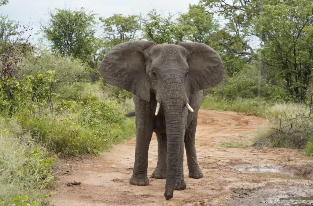 Traffic in the Bush