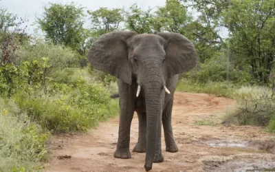 Traffic in the Bush