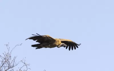 Vulture Safe Zone at Limpopo-Lipadi