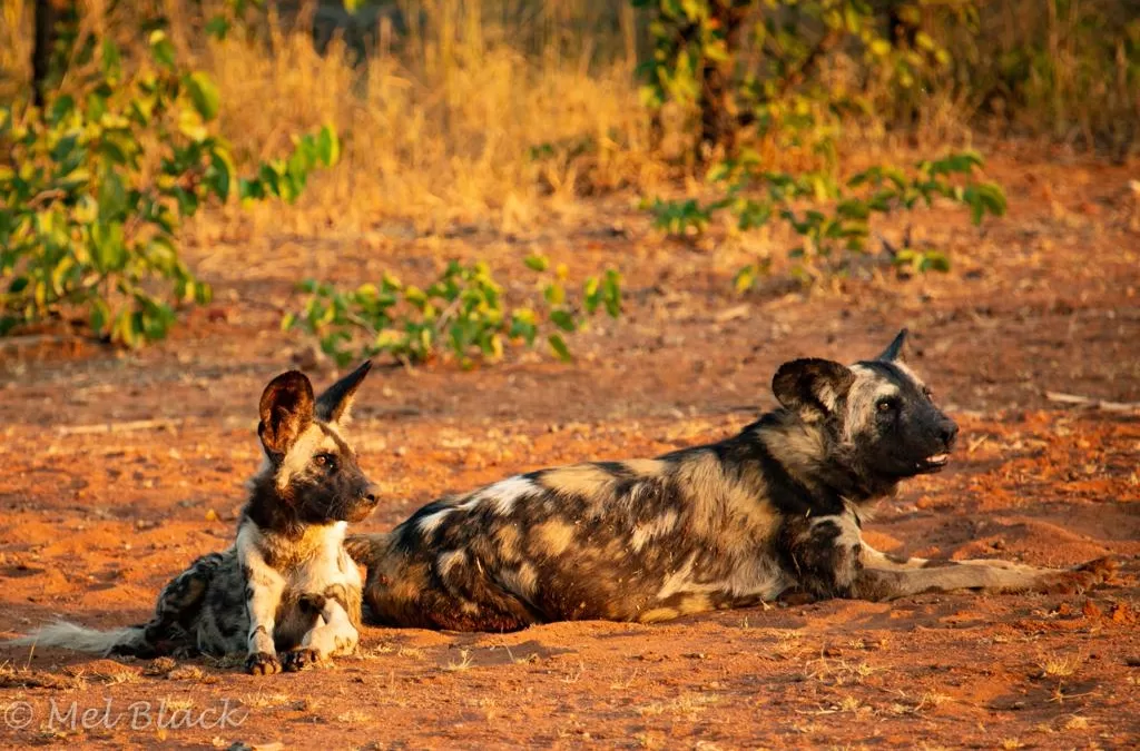 All out for a sunset with the wild dogs