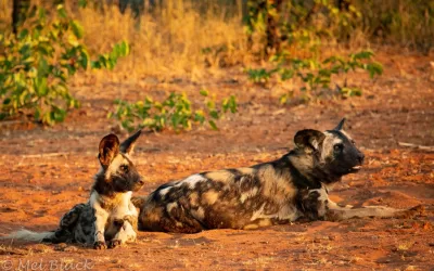 All out for a sunset with the wild dogs