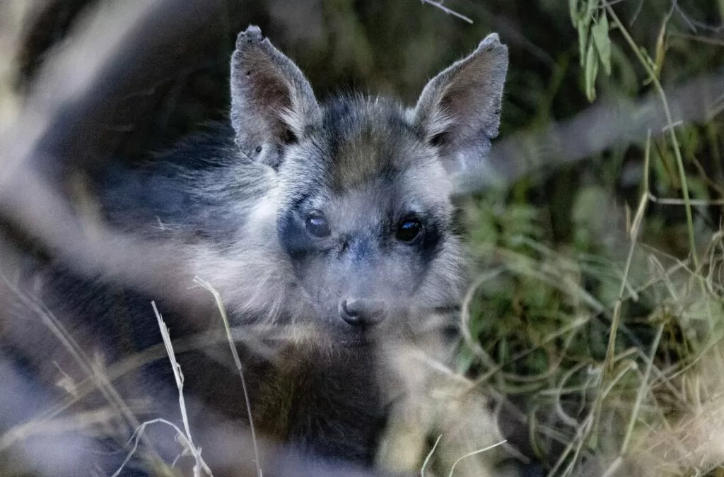 Peek-a-booh: brown hyena pup