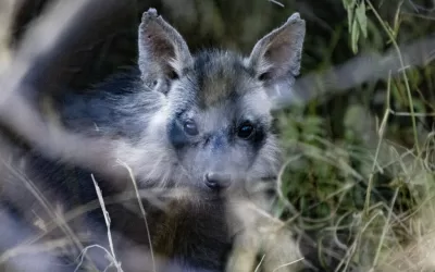 Peek-a-booh: brown hyena pup