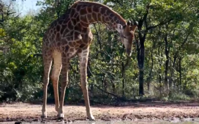 Morning coffee with giraffes in queue