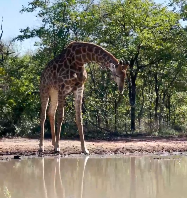 Morning coffee with giraffes in queue