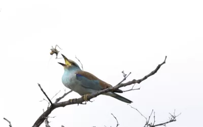 The early bird catches the… cricket