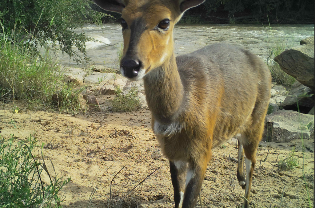 Camera trapping – science…but fun!