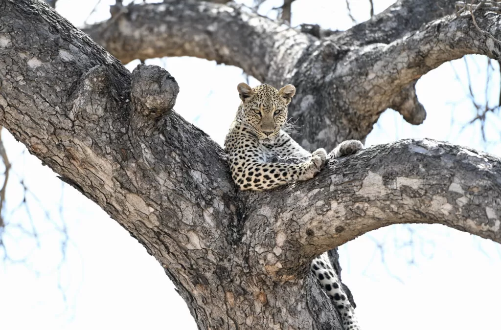 Leopard lazing on marula tree