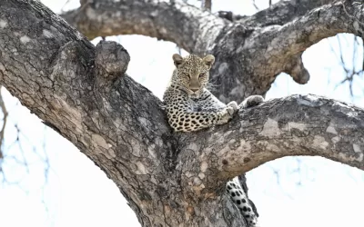 Leopard lazing on marula tree