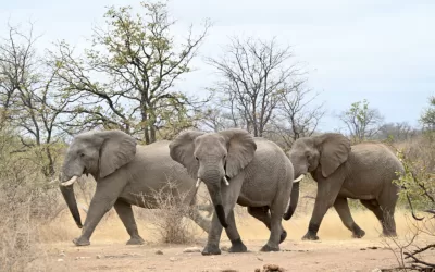 The amazing privilege of being a shareholder of the Reserve