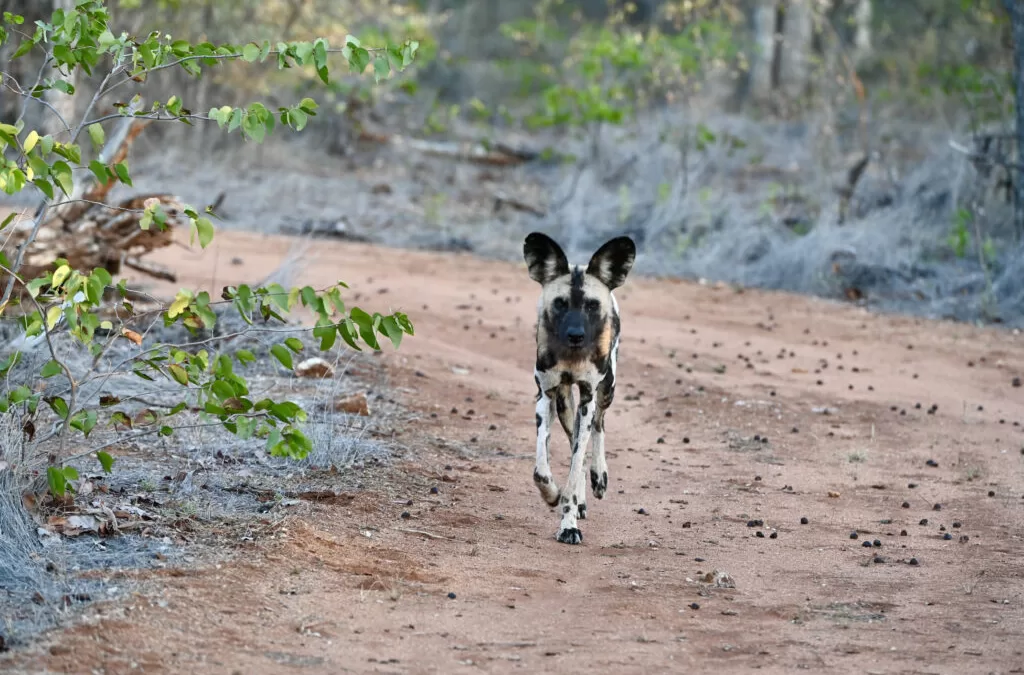 Wild dogs at play