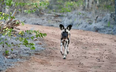 Wild dogs at play
