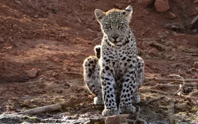Leopards are thriving at Limpopo-Lipadi
