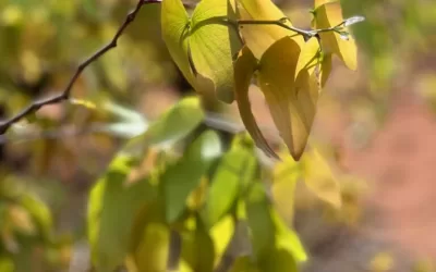 Why elephants love fresh Mopane leaves