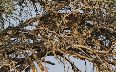 Leopards galore