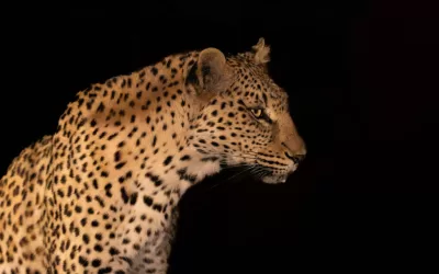 In love with the leopards of Limpopo-Lipadi
