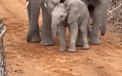 Boisterous baby elephant