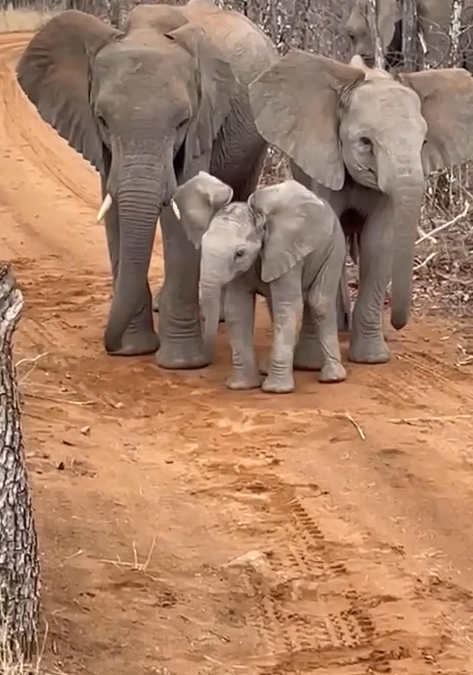 Boisterous baby elephant