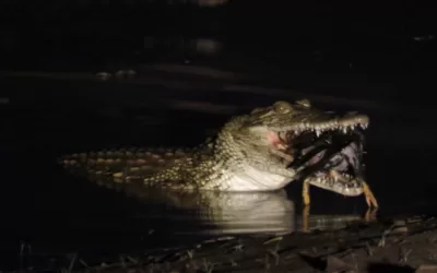 What was on the croc’s menu?