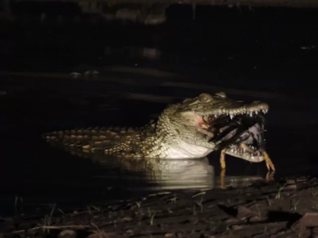 What was on the croc’s menu?