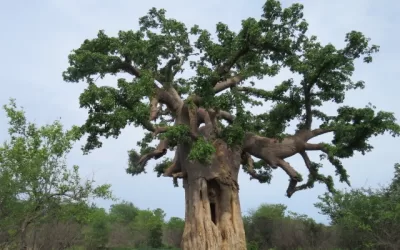 Limpopo-Lipadis giant baobabs