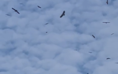 Of fledgelings and birds of prey