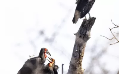 It’s all in the (ground hornbill) family