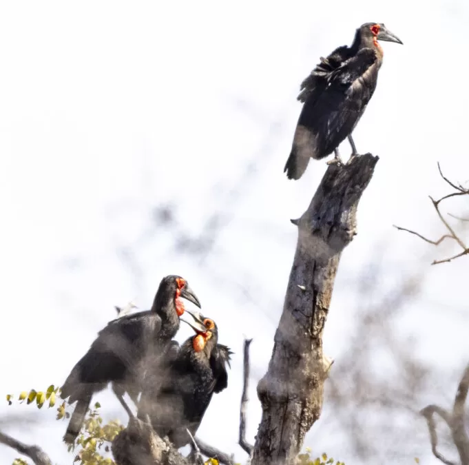 It’s all in the (ground hornbill) family