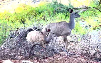 Kudu at the lodge