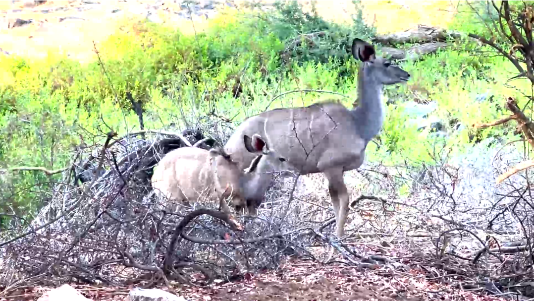 Kudu at the lodge