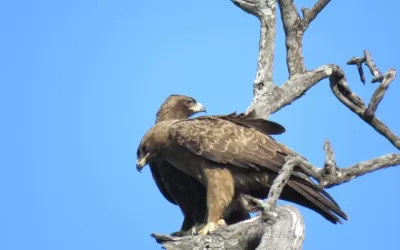 Those rare tawny eagles