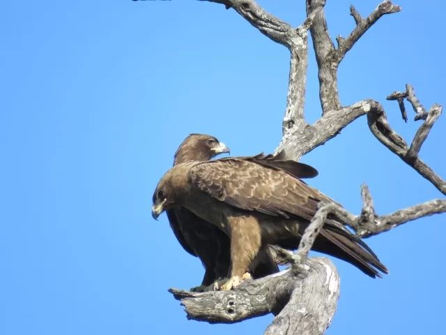 Those rare tawny eagles