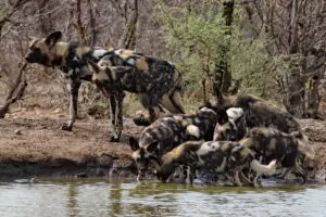 A new generation of wild dogs