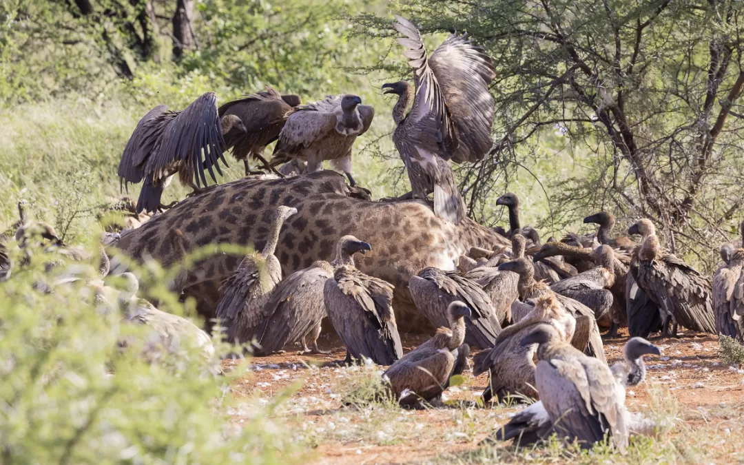 Vultures’ bacchanal