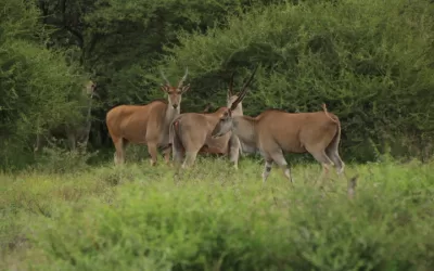 Eland at the Southern Plains