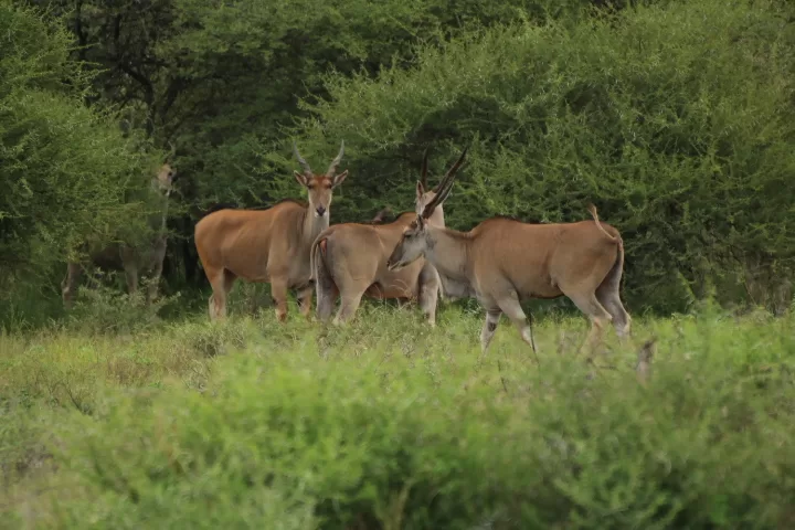 Eland at the Southern Plains