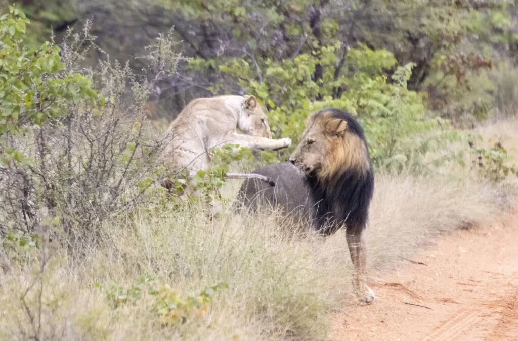 Playful Lions