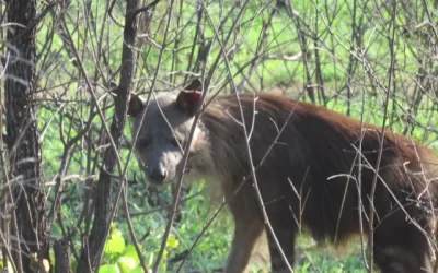 Following the brown Hyena