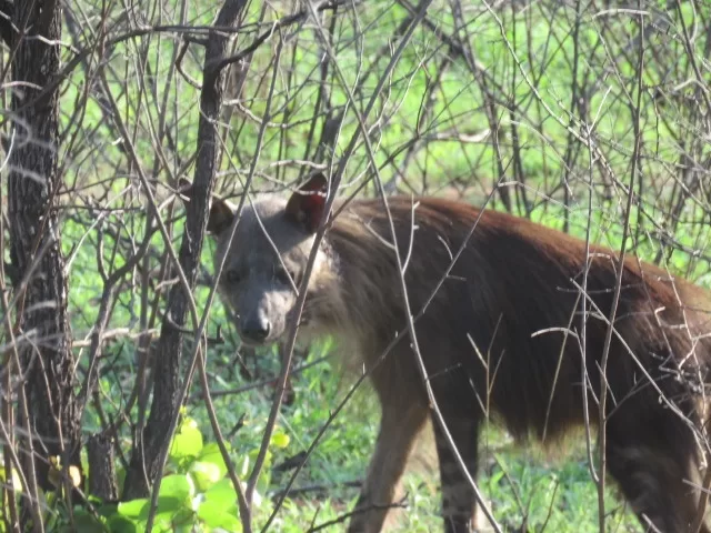 Following the brown Hyena