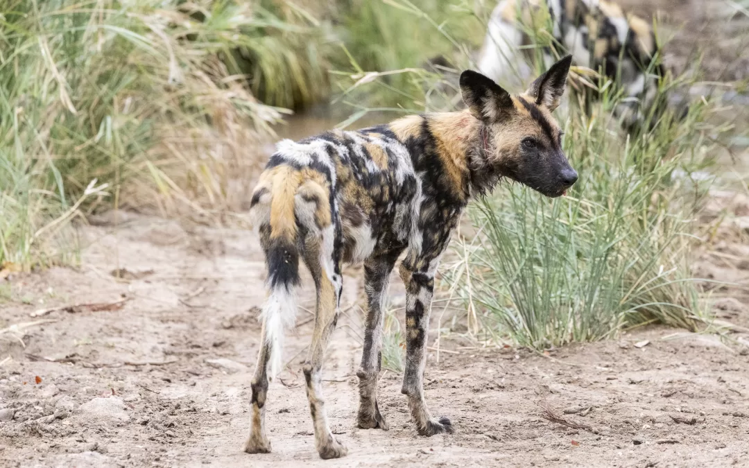 Wild dog with snare
