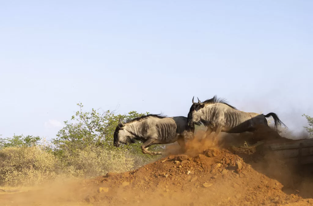 Wildebeest and Impala release