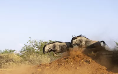 Wildebeest and Impala release
