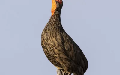 The alarm calls of the noisy spurfowl